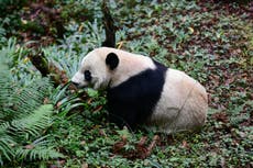 Giant pandas are no longer endangered, says China, in landmark moment for conservation effort