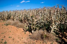 South African farmers dream of drought cover on climate front line