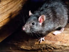 Two people in UK diagnosed with Lassa fever