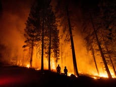 July wildfires were worst for 18 years and released record levels of carbon, sê wetenskaplikes