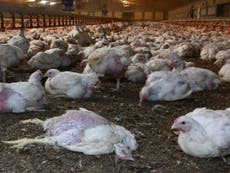 Chickens died of thirst and dead birds left to rot at suppliers to Tesco, セインズベリー, Lidl and KFC