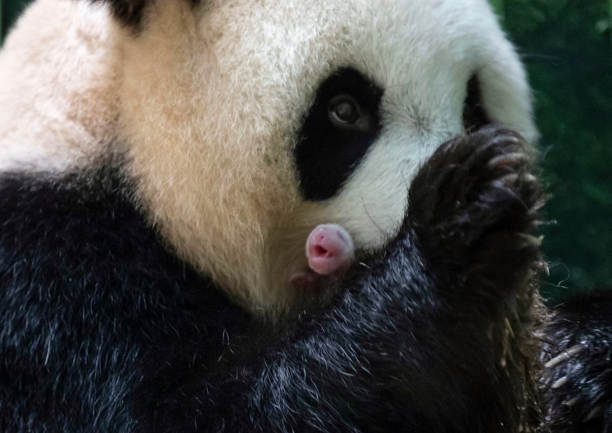 Giant panda in French zoo gives birth to female twins