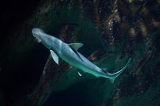 Hundrevis av kysthaier skjuler seg i Florida-kanalene for å unngå giftig rødvann
