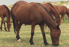 One of North Carolina’s oldest wild horses dies amid extreme heat
