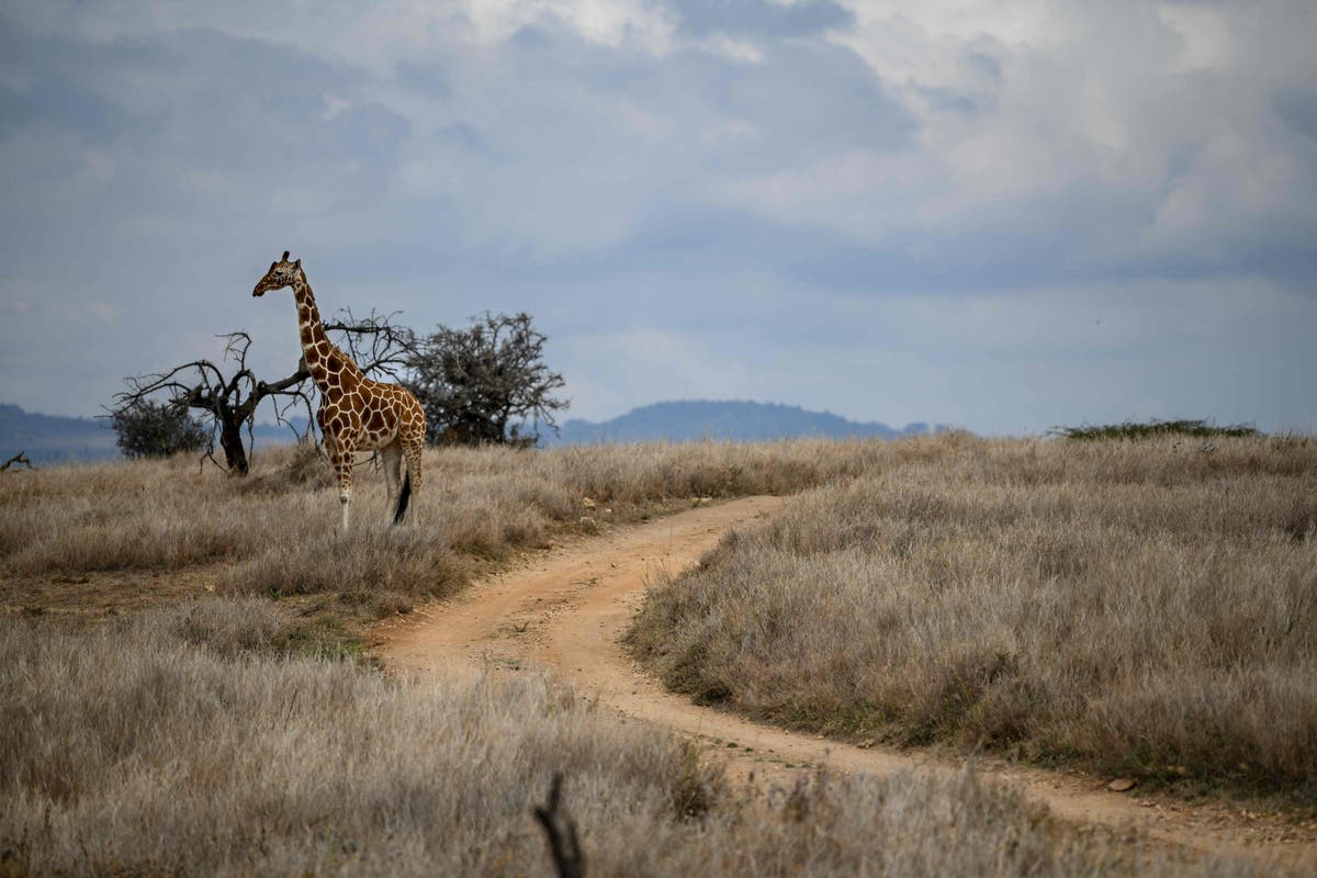 Giraffes are as socially complex as elephants, study finds 