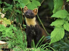 Pine martens return to the south of England for first time in over a century