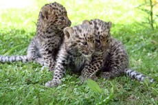 Santa Barbara zoo celebrates birth of adorable Amur leopard cub - ‘most endangered cat species in world’