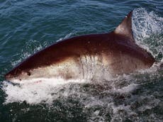 Popular New York beach closed to swimmers over shark sightings