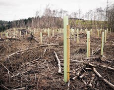 Plant trees without plastic protective tubes, scientists suggest