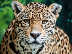 Declare ‘peak poultry’ to save jaguars, experts tell ministers