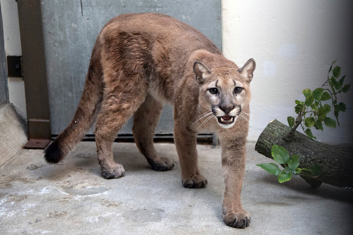 Cougar that was kept as illegal pet removed from NYC home