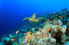 Contre vents et marées: Le combat pour sauver les tortues marines à Ras Baridi