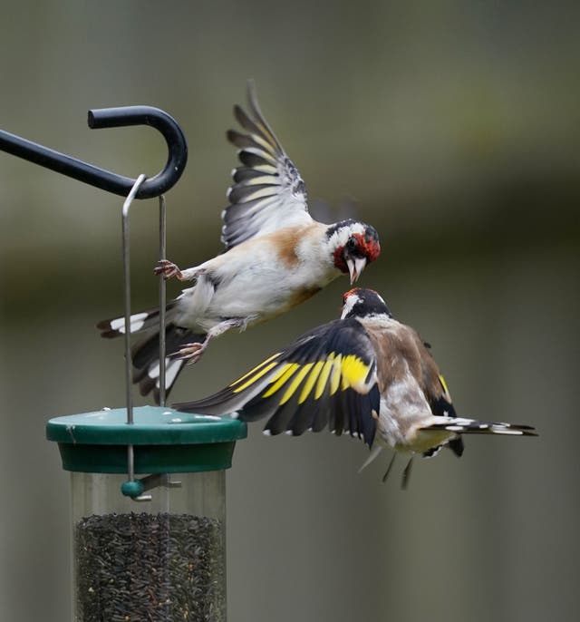 Goldfinches fighting over food in a garden in Strensham, Worcestershire