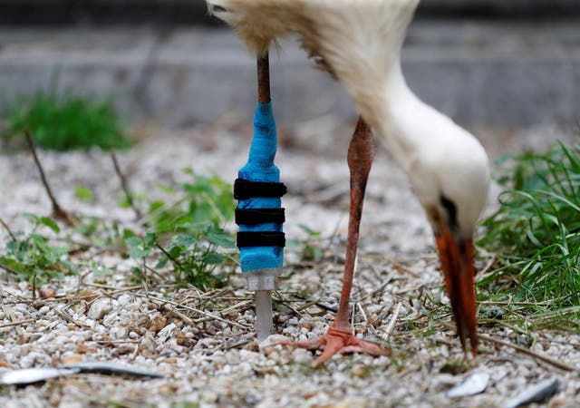 A one-legged stork rescued by an animal sanctuary eats fish with a new 3D-printed leg inside its enclosure near Frantiskovy Lazne, Tsjeggiese Republiek