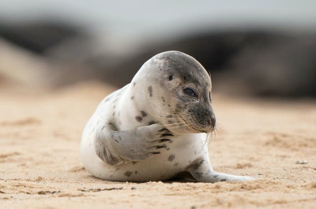 Uma jovem foca comum na praia de Horsey Gap em Norfolk, enquanto centenas de focas cinzentas grávidas chegam à costa prontas para o início da temporada de filhotes.