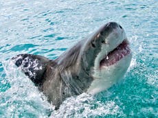 Haier og stråler med økende risiko for utryddelse