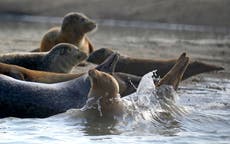 Thriving seal population shows Thames is ‘full of life’
