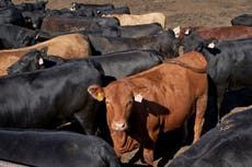 Brazil suspends beef exports to China after two ‘atypical’ mad cow disease cases