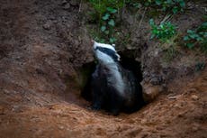 Thousands of badgers to be killed as cull zones extended