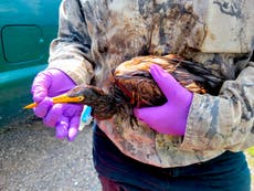 Mer enn 100 oil-soaked birds found after Hurricane Ida caused a refinery spill 