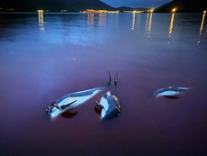 Slaughter of 1,500 dolphins in the Faroe Islands sparks outrage from animal rights groups 