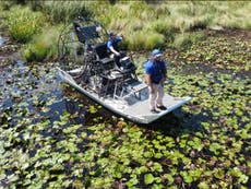 Human remains found inside alligator suspected of Hurricane Ida attack