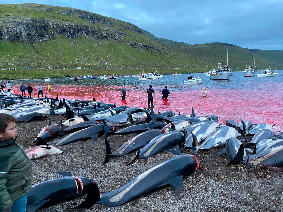 尽管鲸鱼和海豚被屠杀，英国不会停止法罗群岛的贸易协议