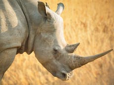 'Startled' rhino dies during mating accident