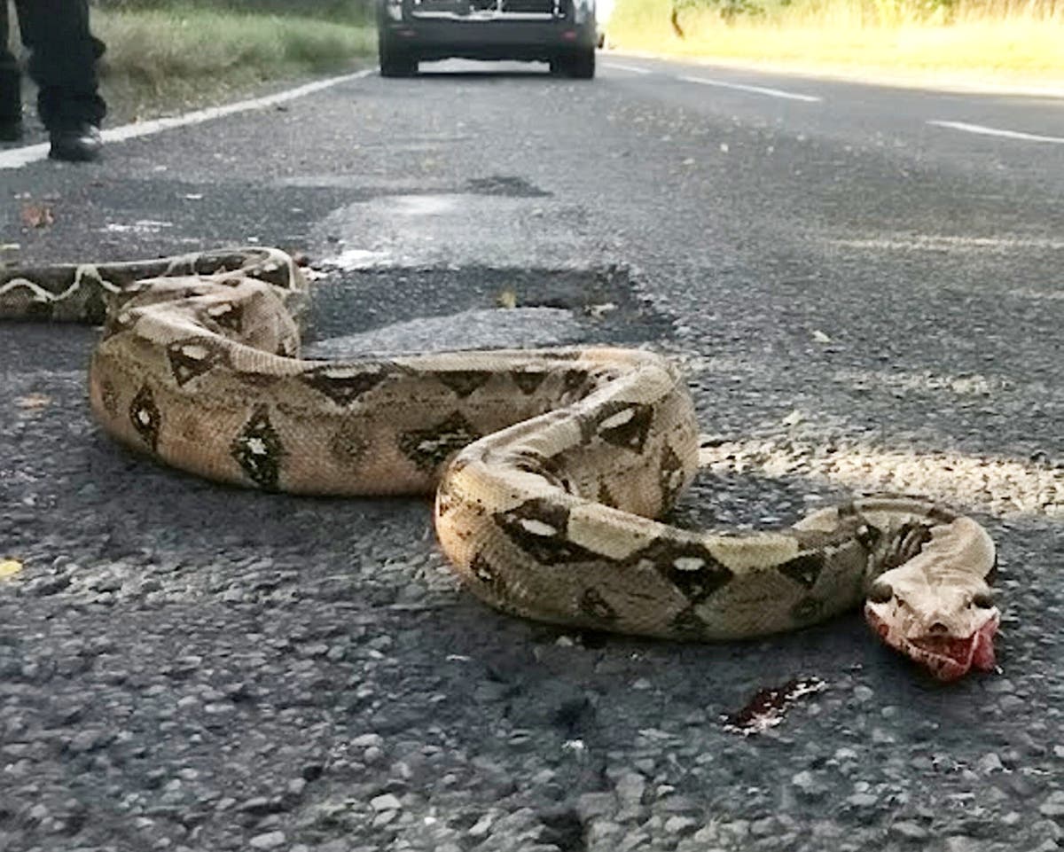 Boa constrictor discovered in Shropshire hamlet