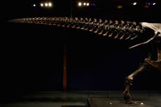 Twee-been dinosourusse soos T Rex het moontlik sterte geswaai terwyl hulle hardloop
