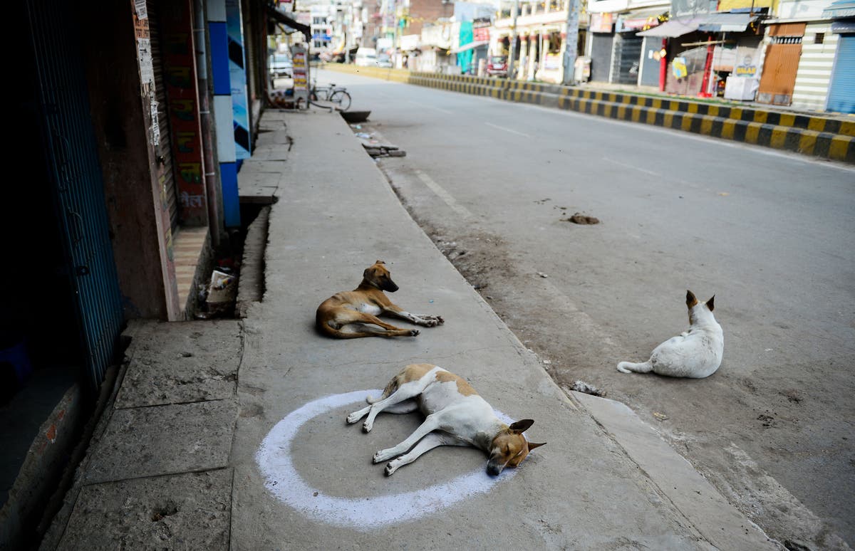 Angry over their howling, Indian sweet seller poisons 20 dogs to death