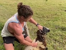 Viral video sees Bachelor star Nick Cummins rescue a sheep stuck in barbed-wire fence
