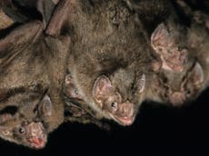 Bite to eat? Vampires prefer feeding in company, research reveals