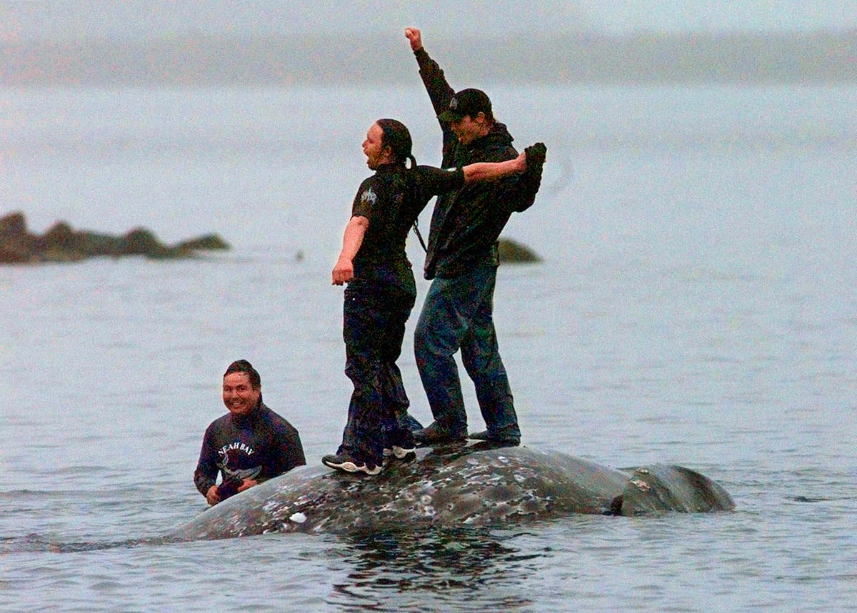 Tribe wins major step toward resuming whaling off Washington