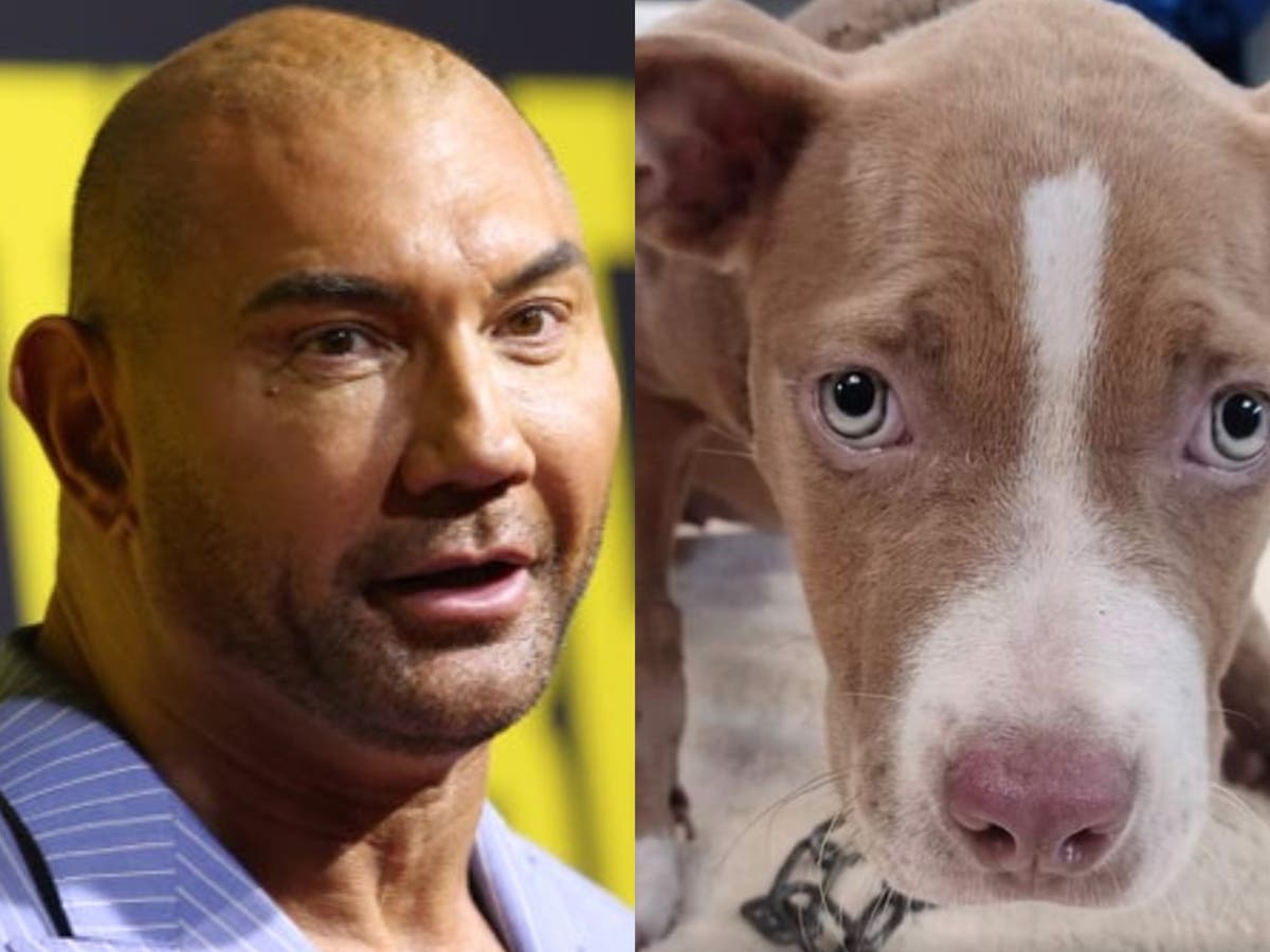 Dave Bautista adopts ‘horribly abused’ puppy and offers cash reward to find culprit