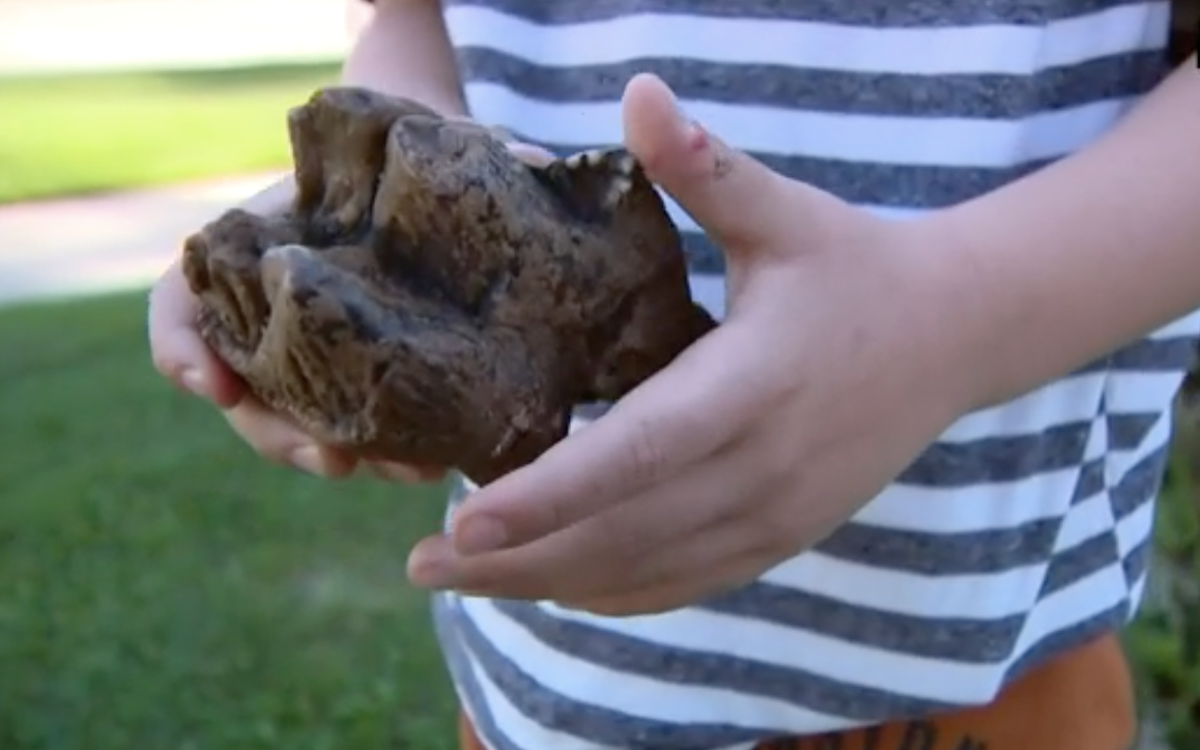 Six-year-old finds fossil of prehistoric elephant ancestor in Michigan creek