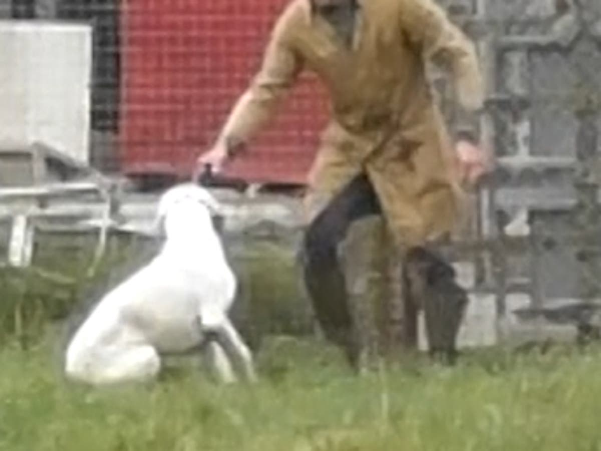 Hunt shoots dead unwanted foxhounds, cameras reveal