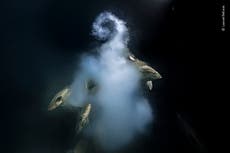 Extraordinary underwater scene wins Wildlife Photographer of the Year 2021
