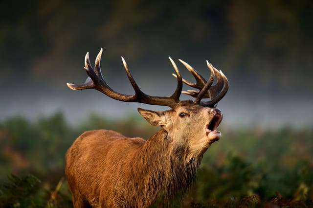 A red deer stag during rutting season in Bushy Park, Richmond, south west London, which is home to over 300 red and fallow deer