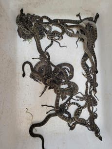 Mer enn 90 snakes found under Northern California home