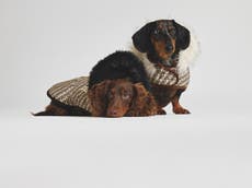 River Island launches dog fashion collection so you can twin with your pooch