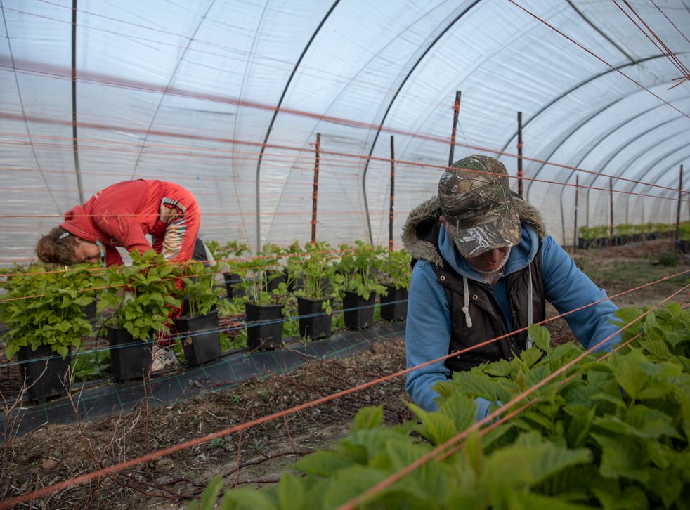 <p>There has been a shortage of seasonal workers </bl>