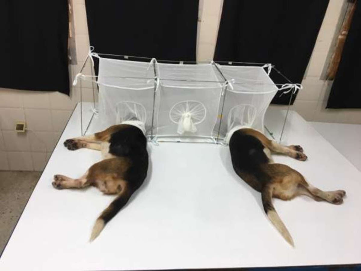 Wetgewers druk Fauci vir antwoorde oor die eis van befondsing vir 'wrede' hondjie-eksperimente