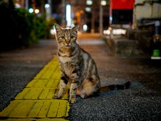 The UK has a quarter of a million stray cats, new study says