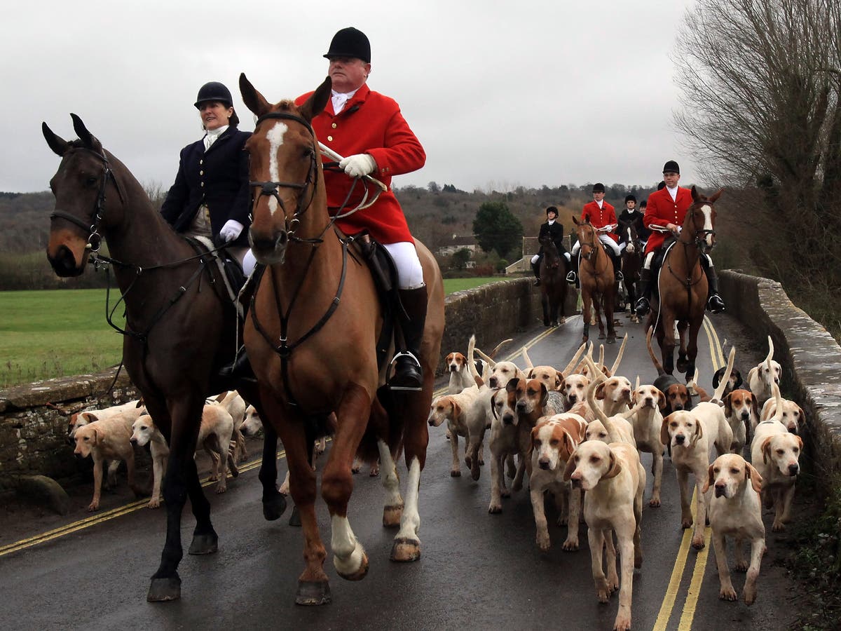 Fox ‘trail hunting’ must be banned on National Trust land, members say