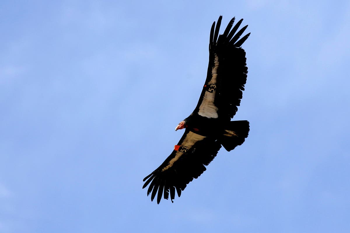 Critically endangered California condors are capable of ‘virgin births’