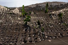 Banana farmers lose livelihoods as lava devours La Palma 