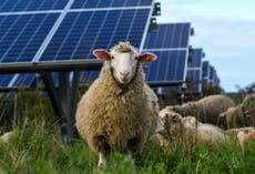 Bees, sheep, crops: Solar developers tout multiple benefits