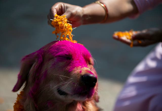 Une femme népalaise met des pétales de souci sur un chien policier pendant les célébrations du festival Tihar dans une division de chenil à Katmandou, Népal
