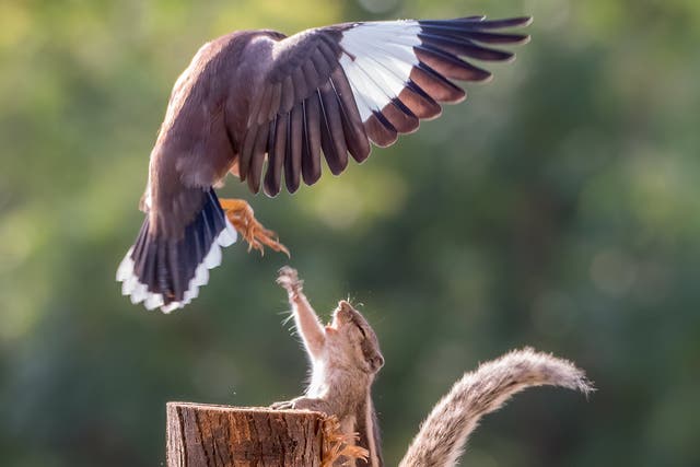 A squirrel reaches out to a common myna in Chandigarh, Índia